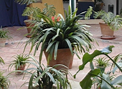 andalousie_carmona02.jpg