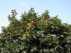 cordoue08.JPG