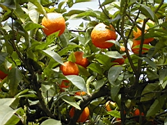 cordoue09.JPG