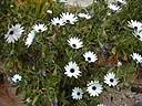 0monemvasia_fleurs.jpg