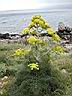 1monemvasia2.jpg