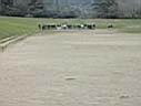 stade_course1.jpg